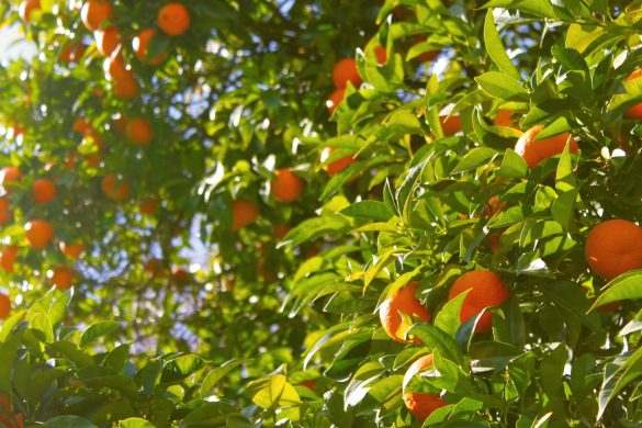 oranges from spain